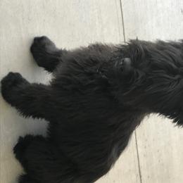 Briard Puppies from Sendero Briards