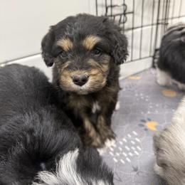 Velvet - Black tri-color female Aussiedoodle puppy in Heber City, Utah from Junipersdoodles