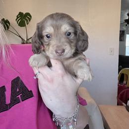 Pebble - Chocolate and cream male Dachshund puppy in Fort Worth, Texas from The Holloway Dachshunds
