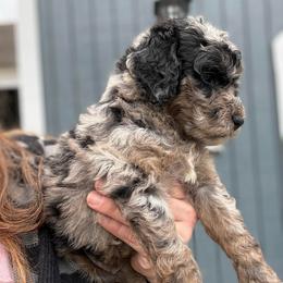 Dina - Merle female Goldendoodle puppy in Jacksonville, Florida from Dandelion Doodles