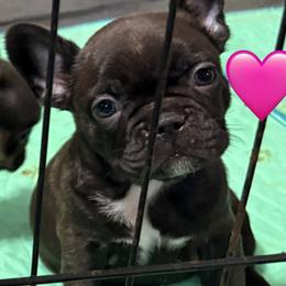 Lou - Brindle female French Bulldog puppy in Louisville, Kentucky from Nelson’s Fancy Frenchies and Bulldogs