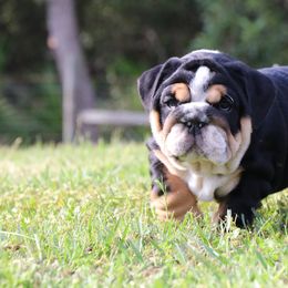 Bulldog Puppies from Magnificent Bulldogs