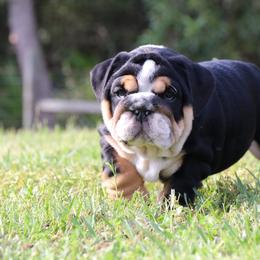 Bulldog Puppies from Magnificent Bulldogs