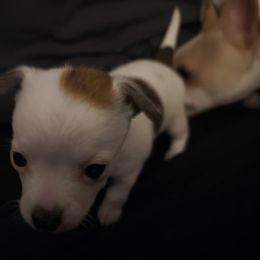 Girl 2 - Cream and white Chihuahua puppy in Oklahoma City, Oklahoma from Teacup Chihuahuas and Friends