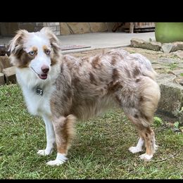Annie or Nana - Miniature Australian Shepherd