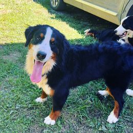 Dottie - Bernese Mountain Dog
