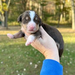 Brandy - Brown and white female Bernedoodle puppy in Midland, Michigan from Northern Charm Farm