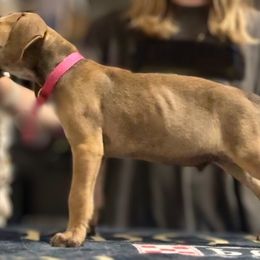Black Mouth Cur and Dogo Argentino Puppies from Tightline