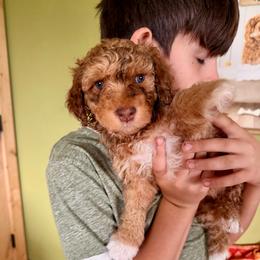 Peppermint Patty - Merle female Goldendoodle puppy in Millville, California from Hope Lane Kennels