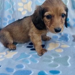 Female 2 - Red female Dachshund puppy in Oklahoma from DRB Dachshunds
