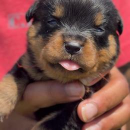 Girl 1 - Black and rust female Rottweiler puppy in San Antonio, Texas from VHWilliamsRottweilers