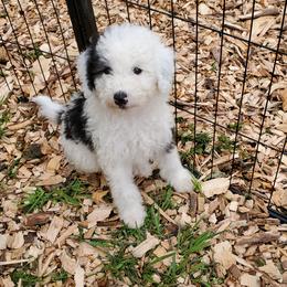 Huck - Black and white male Sheepadoodle puppy in Bellevue, Iowa from Fluffy Wonders Poms and Doodles