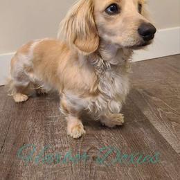 Beau - Dachshund