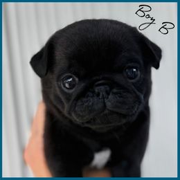 Boy B - Black male Pug puppy in Sarasota, Florida from Wicked Kennel