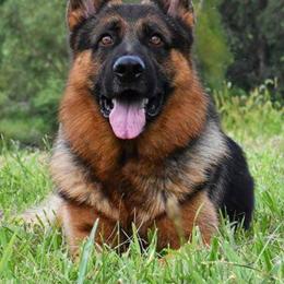 German Shepherd All Grown Up from Rallhaus German Shepherds
