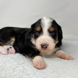 Chorus - Tri-color male Bernedoodle puppy in Fleming, Colorado from Vandenbark Doodles