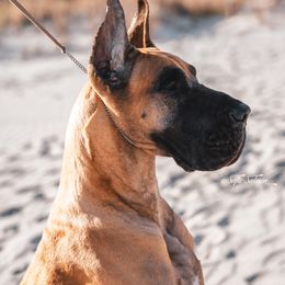 Great Danes from Nikolodeon Danes