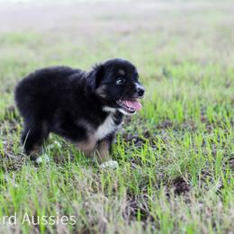 Espresso - Black tri-color male Australian Shepherd puppy in Stephenville, Texas from AW Standard Aussies