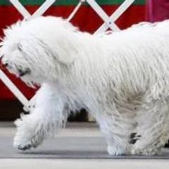 Puli Puppies from Bowmaker Puli Kennel