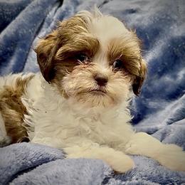 CupCake - Parti female Yorkipoo puppy in Idaho from Little Rascal Ranch