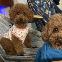 Poodles from House of  Red Toy Poodles