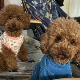 Poodles from House of  Red Toy Poodles
