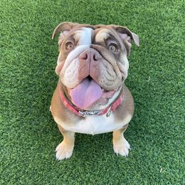 Peggy - Bulldog