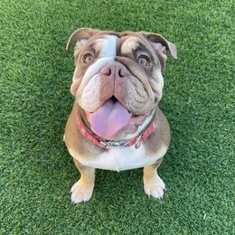 Peggy - Bulldog