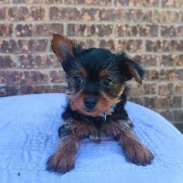 Mr. Blue - Black and gold male Yorkshire Terrier puppy in Woodway, Texas from The Yorkie Empire