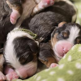 Bernedoodle puppies from Granton Creek