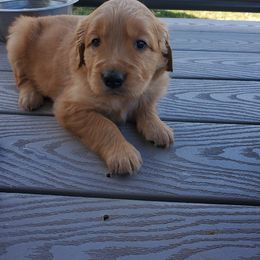 Golden Retriever Puppies from Emma's Golden Puppers