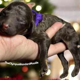 Meissa - Poodle puppy from The Olympus Standard Poodle
