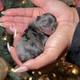 Romeo - Blue merle male Pomeranian puppy in Newport News, Virginia from Nel’s Pomeranians