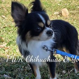 Chihuahuas and Yorkshire Terriers from PWA Chihuahuas & Yorkies