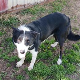 Slick - Border Collie