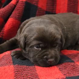 Muff - Chocolate female Labrador Retriever puppy in Camden, Indiana from Camden's Caring Canines