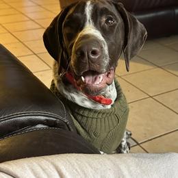 Journey - Liver and white female German Shorthaired Pointer puppy in Fairfield, California from Von Lahrheim Shorthairs & Ermali Chis