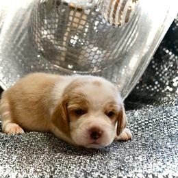 Dolly - Red and white female Beagle puppy in Viper, Kentucky from Mountain Top
