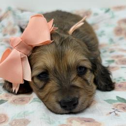 Felicity (happiness, good fortune) - Cream female Dachshund puppy in Murfreesboro, Tennessee from Kimbrie's Dream Cream Doxies