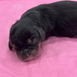 Jelly Bean - Black and tan female Cavalier King Charles Spaniel puppy in Burke, New York from Patti’s Puppies