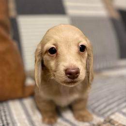 Jax - Cream male Dachshund puppy in Fort Gibson, Oklahoma from Cooper’s Dachshunds