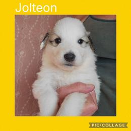 Jolteon - White and badger female Great Pyrenees puppy in Mikado, Michigan from Brittain Family Farm