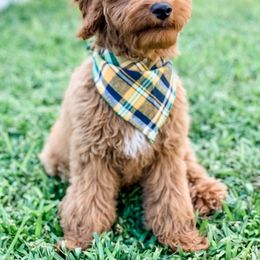 Bernedoodle, Goldendoodle, and Poodle Puppies from Florida Pumpkadoodles