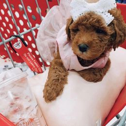 Goldendoodle Puppies from Proctor’s Petite Goldendoodles