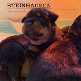 Rottweiler Puppies from Von Steinhausen Rottweilers