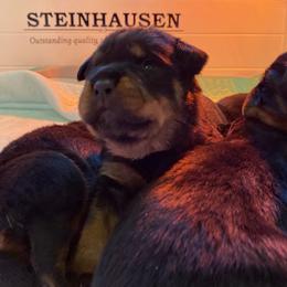Rottweiler Puppies from Von Steinhausen Rottweilers