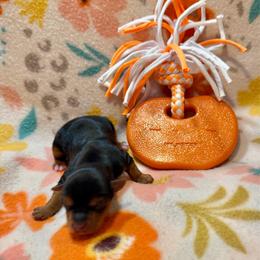 Playful Snoopy - Black and tan male Yorkshire Terrier puppy in Paris, Tennessee from Nolan’s Yorkie Farm