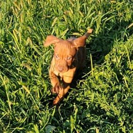 Girl 3 - Golden rust female Vizsla puppy in Springfield, Ohio from Amy's Vizslas