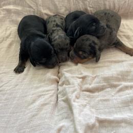 Dachshund Puppies from Lucky 11 Ranch