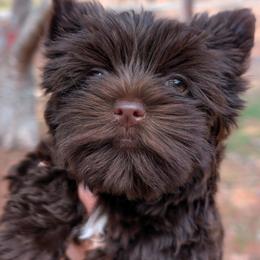 Shadow - Liver male Yorkshire Terrier puppy in Gaylesville, Alabama from Sweet Alabama Yorkies
